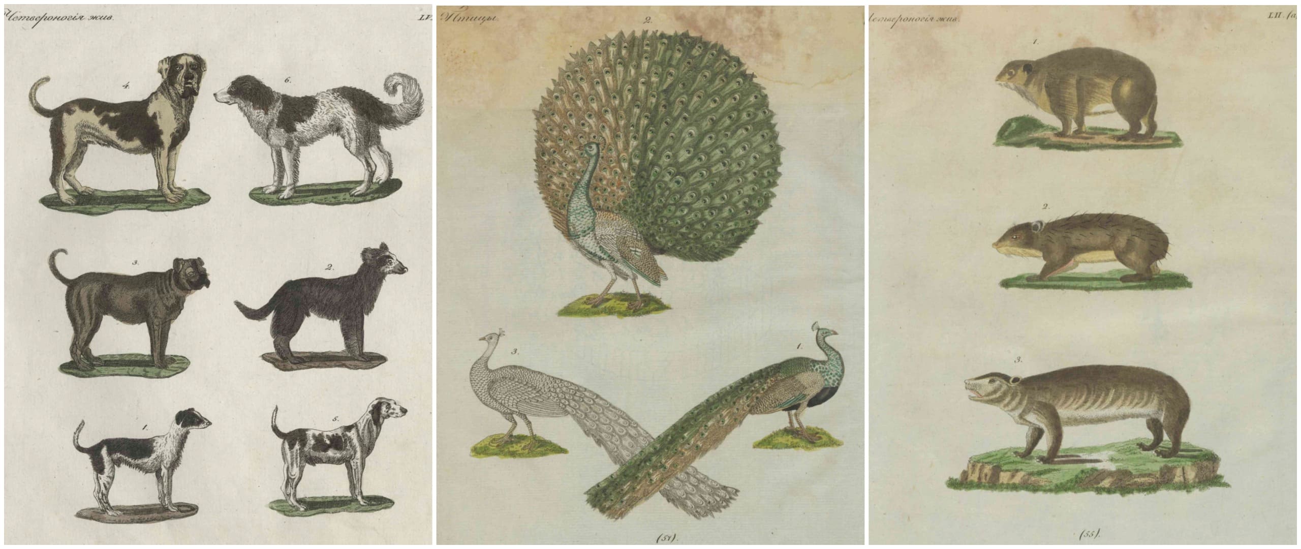 Журнал Детский музеум. Подшивка 1821, 1822 год