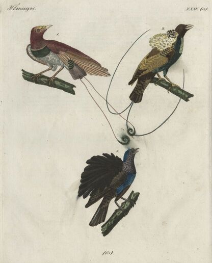 Детский музеум, или Собрание изображений животных, растений, цветов, плодов, минералов, одежд разных народов в свойственном их виде, древностей и других предметов, служащих для наставления и забавы юношества, составленное и гравированное по лучшим образцам, с кратким изъяснением соответственным понятию детей. Часть одиннадцатая. [Книга шестьдесят третья]