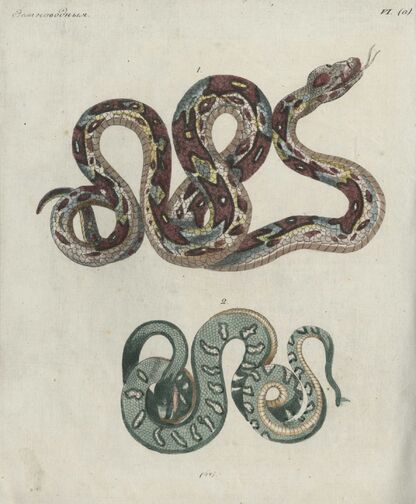 Детский музеум, или Собрание изображений животных, растений, цветов, плодов, минералов, одежд разных народов в свойственном их виде, древностей и других предметов, служащих для наставления и забавы юношества, составленное и гравированное по лучшим образцам, с кратким изъяснением соответственным понятию детей. Часть двенадцатая. [Книга шестьдесят седьмая] - 1822