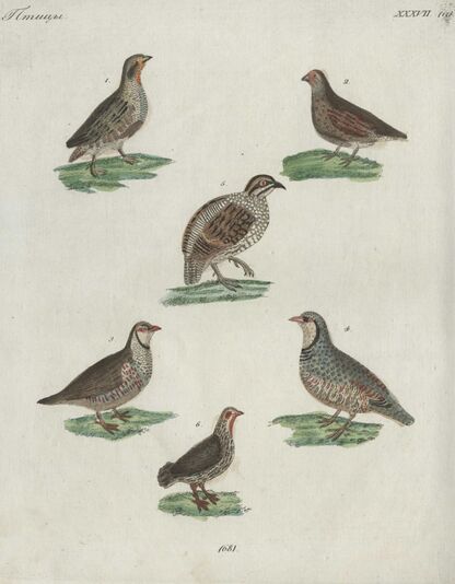 Детский музеум, или Собрание изображений животных, растений, цветов, плодов, минералов, одежд разных народов в свойственном их виде, древностей и других предметов, служащих для наставления и забавы юношества, составленное и гравированное по лучшим образцам, с кратким изъяснением соответственным понятию детей. Часть двенадцатая. [Книга шестьдесят восьмая] - 1822