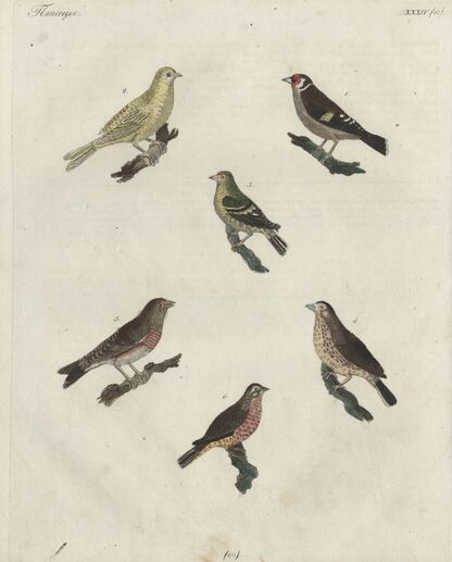 Детский музеум, или Собрание изображений животных, растений, цветов, плодов, минералов, одежд разных народов в свойственном их виде, древностей и других предметов, служащих для наставления и забавы юношества, составленное и гравированное по лучшим образцам, с кратким изъяснением соответственным понятию детей. Часть одиннадцатая. [Книга шестьдесят вторая]