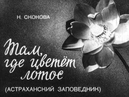 Там, где цветёт лотос. (Астраханский заповедник)