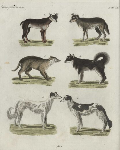 Детский музеум, или Собрание изображений животных, растений, цветов, плодов, минералов, одежд разных народов в свойственном их виде, древностей и других предметов, служащих для наставления и забавы юношества, составленное и гравированное по лучшим образцам, с кратким изъяснением соответственным понятию детей. Часть одиннадцатая. [Книга шестьдесят первая]