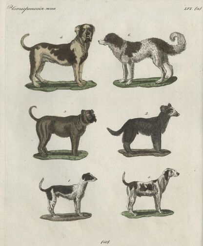 Детский музеум, или Собрание изображений животных, растений, цветов, плодов, минералов, одежд разных народов в свойственном их виде, древностей и других предметов, служащих для наставления и забавы юношества, составленное и гравированное по лучшим образцам, с кратким изъяснением соответственным понятию детей. Часть одиннадцатая. [Книга шестидесятая]