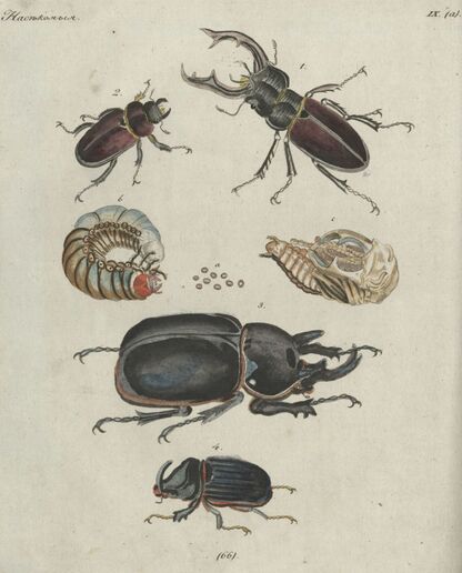 Детский музеум, или Собрание изображений животных, растений, цветов, плодов, минералов, одежд разных народов в свойственном их виде, древностей и других предметов, служащих для наставления и забавы юношества, составленное и гравированное по лучшим образцам, с кратким изъяснением соответственным понятию детей. Часть двенадцатая. [Книга шестьдесят шестая] - 1822