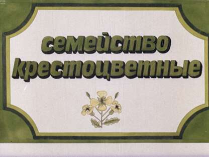 Семейство крестоцветные