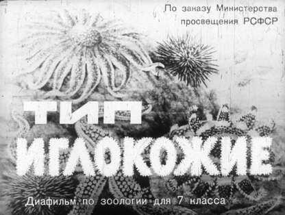 Тип иглокожие