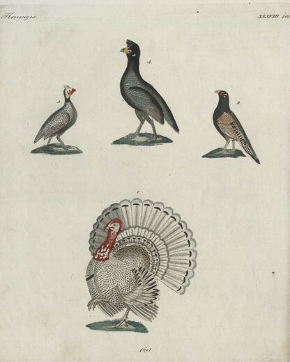 Детский музеум, или Собрание изображений животных, растений, цветов, плодов, минералов, одежд разных народов в свойственном их виде, древностей и других предметов, служащих для наставления и забавы юношества, составленное и гравированное по лучшим образцам, с кратким изъяснением соответственным понятию детей. Часть двенадцатая. [Книга шестьдесят девятая] - 1822