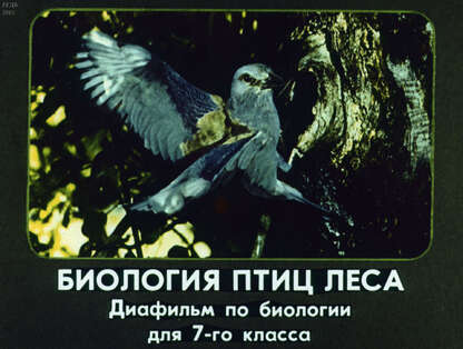 Шаталова С. - Биология птиц леса: [Диафильм по биологии для 7 кл.] - 1983